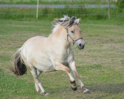 horse Lola (Fjord Horse, 2011, from Vacceur)