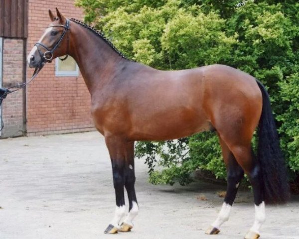 dressage horse Rezano (Hanoverian, 2006, from Royal Blend)