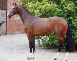 dressage horse Rezano (Hanoverian, 2006, from Royal Blend)