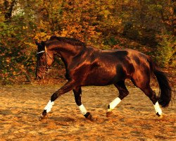 dressage horse Walk of Fame 40 (Württemberger, 2005, from Wolkenstern)