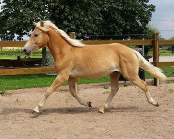 horse Nelio (Haflinger, 2013, from Nostalgie)