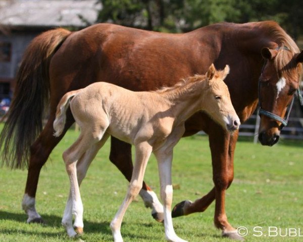 horse Chessy 5 (Palomino, 1992)