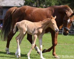 Pferd Chessy 5 (Palomino, 1992)