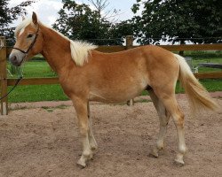 Pferd Woody (Warin) (Haflinger, 2013, von Woodland)