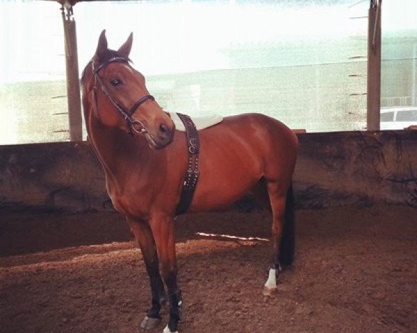 horse Latina 177 (Hanoverian, 2002, from Lanthano)