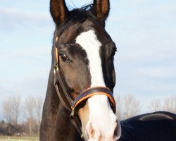 Pferd Wajano (Hannoveraner, 1999, von Wesley)