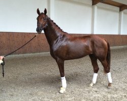 dressage horse Bailey GH (Hanoverian, 2012, from Belissimo NRW)