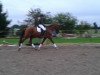 dressage horse Dunhill 95 (Hanoverian, 2009, from Don Frederico)