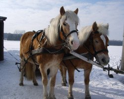 broodmare Stella (Haflinger, 1997, from Steinach)