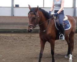 dressage horse Wallach von Zauberfürst (Bavarian, 2011, from Zauberfürst)