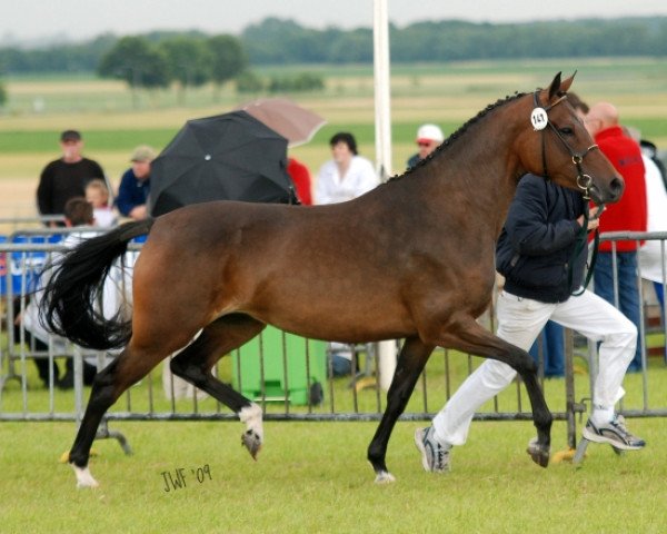 horse Molenhorn's Starletta (Nederlands Welsh Ridepony, 2005, from Aester El Nino)