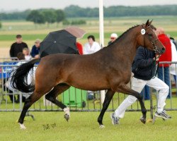 horse Molenhorn's Starletta (Nederlands Welsh Ridepony, 2005, from Aester El Nino)