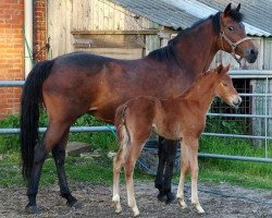 broodmare Molenhorn's Julia (Nederlands Welsh Ridepony, 1990, from Julio Mariner xx)