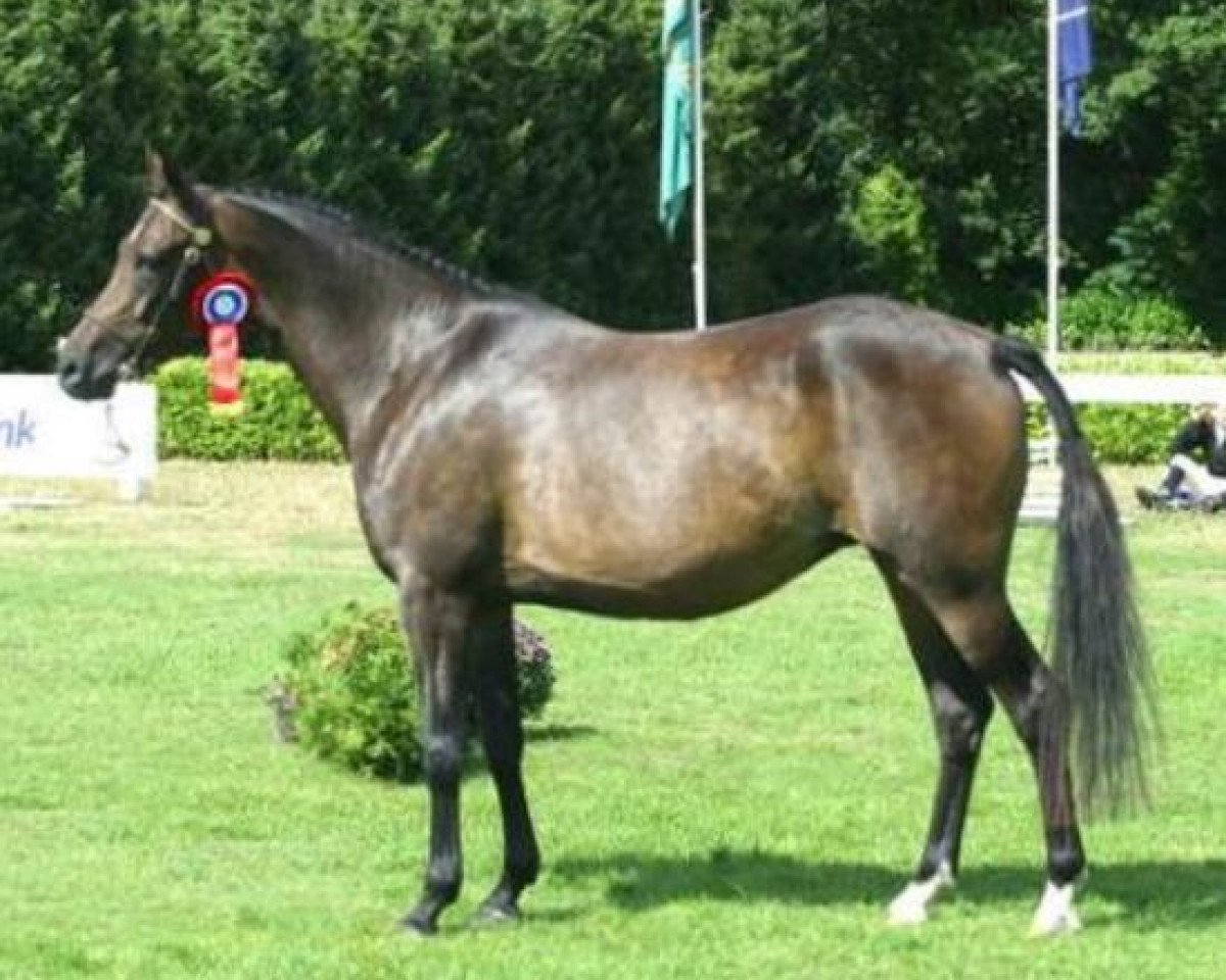 broodmare Molenhorn's Monica (Welsh Partbred, 1997, from Vita Nova's Golden Boris)