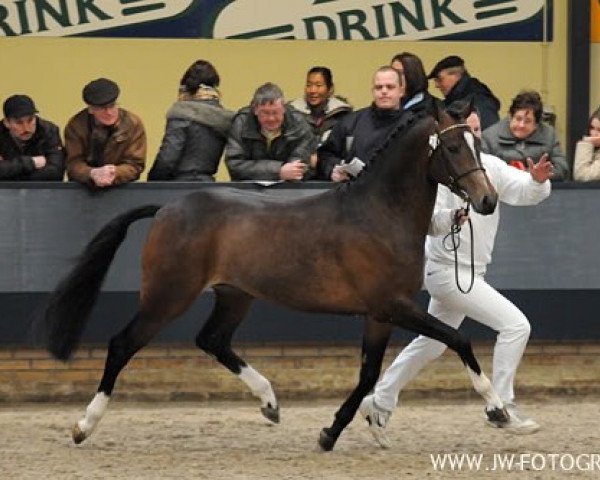 stallion Molenhorn's Lucky Boy (Nederlands Welsh Ridepony, 2007, from Wengelo's Ricardo)