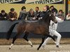 stallion Molenhorn's Lucky Boy (Nederlands Welsh Ridepony, 2007, from Wengelo's Ricardo)