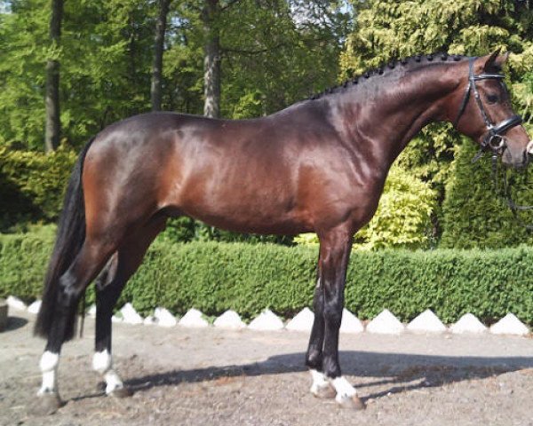 horse Kooihuster Melle (Welsh Partbred, 2011, from Molenhorn's Lucky Boy)