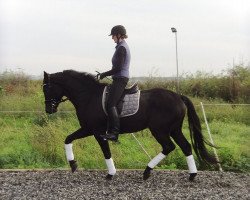 dressage horse Spellbound 6 (Hanoverian, 2011, from Soliman)