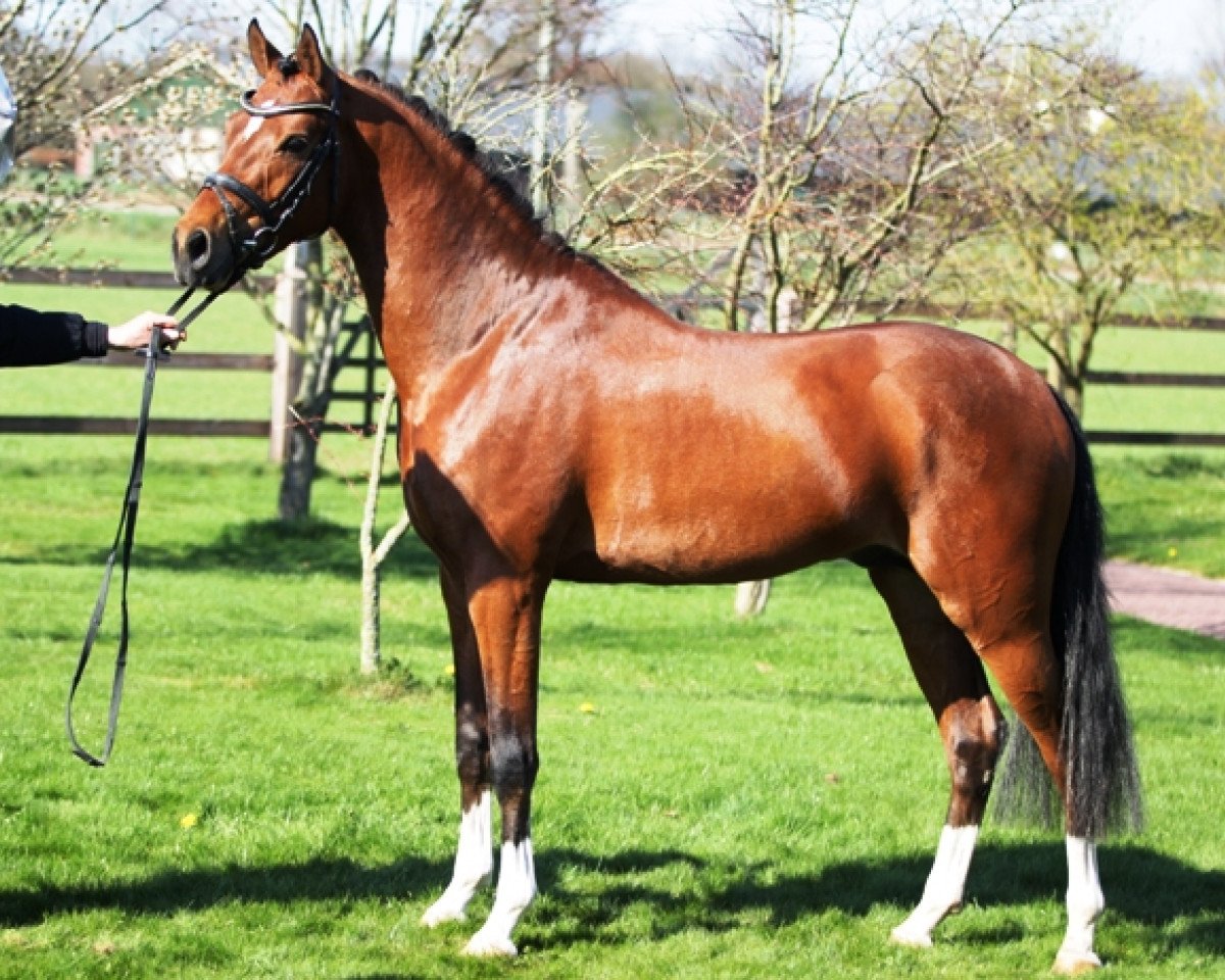 stallion Leuns Veld's Zandro (Nederlands Welsh Ridepony, 2010, from Heitrak's Marvin)