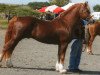 stallion Glanteifi Cardi (Welsh-Cob (Sek. D), 1992, from Glanteifi Boneddwr)