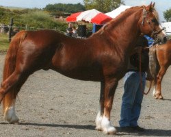 stallion Glanteifi Cardi (Welsh-Cob (Sek. D), 1992, from Glanteifi Boneddwr)