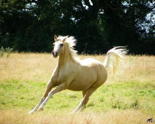 Pferd Sekhmet (Französisches Pony, 2006, von Aron N)