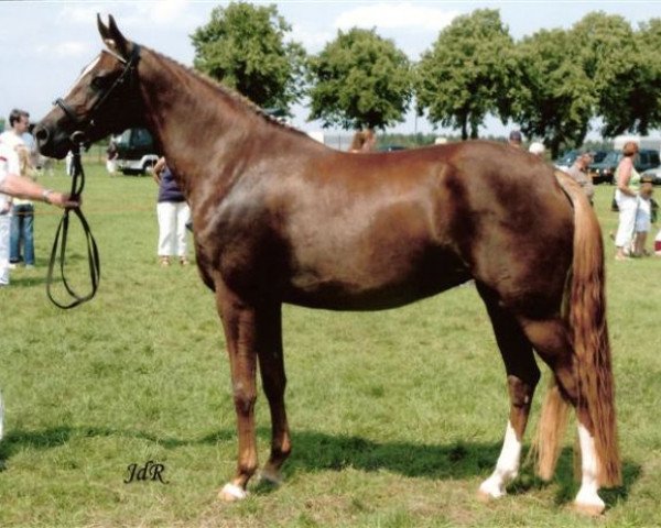 broodmare Leuns Veld's Sabine (Nederlands Welsh Ridepony, 2003, from Aester El Nino)