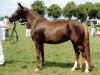 broodmare Leuns Veld's Sabine (Nederlands Welsh Ridepony, 2003, from Aester El Nino)