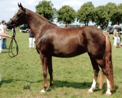 broodmare Leuns Veld's Sabine (Nederlands Welsh Ridepony, 2003, from Aester El Nino)