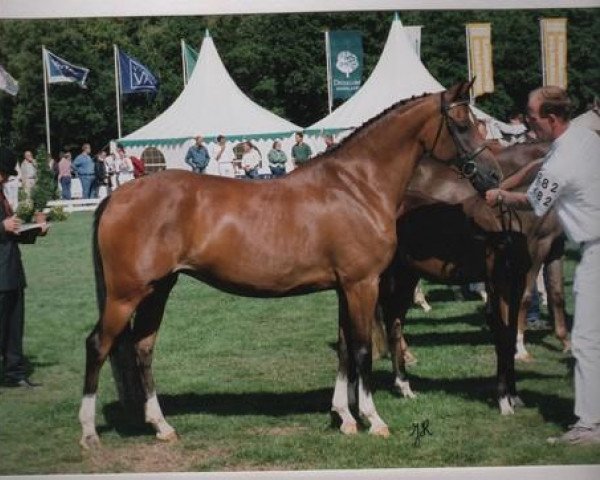 broodmare Aester Lowinda (Nederlands Welsh Ridepony, 1999, from Bjirmen's Wytse)