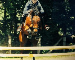 Springpferd Dougall (Anglo Europäisches Sportpferd, 2004, von Douglas)