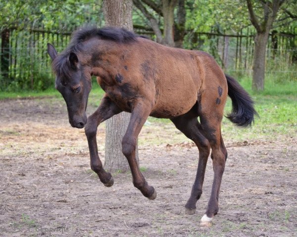 horse Golden Gala Time (German Warmblood, 2014, from Rajko)