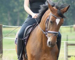 dressage horse Rioletta 2 (Oldenburg, 2003, from Rio Zeus)