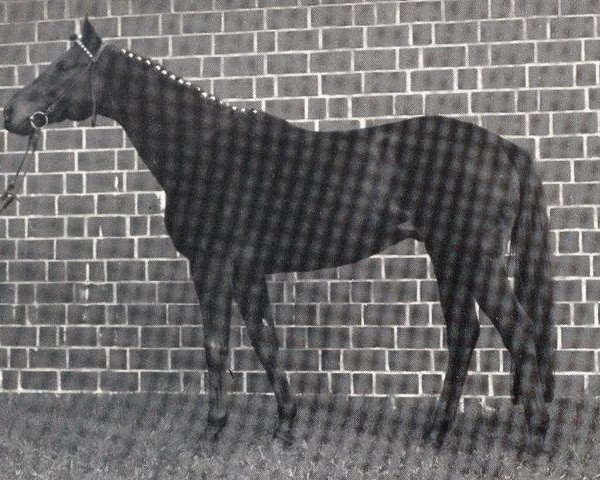 stallion Fabulist xx (Thoroughbred, 1966, from Masetto xx)