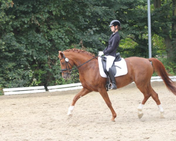 dressage horse Florence 102 (Hanoverian, 2001, from Frambeau)