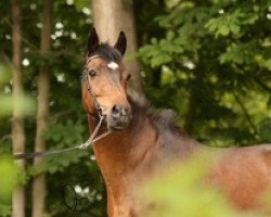 Pferd Waikiki Boy (New-Forest-Pony, 1995, von Floreth's Macon)