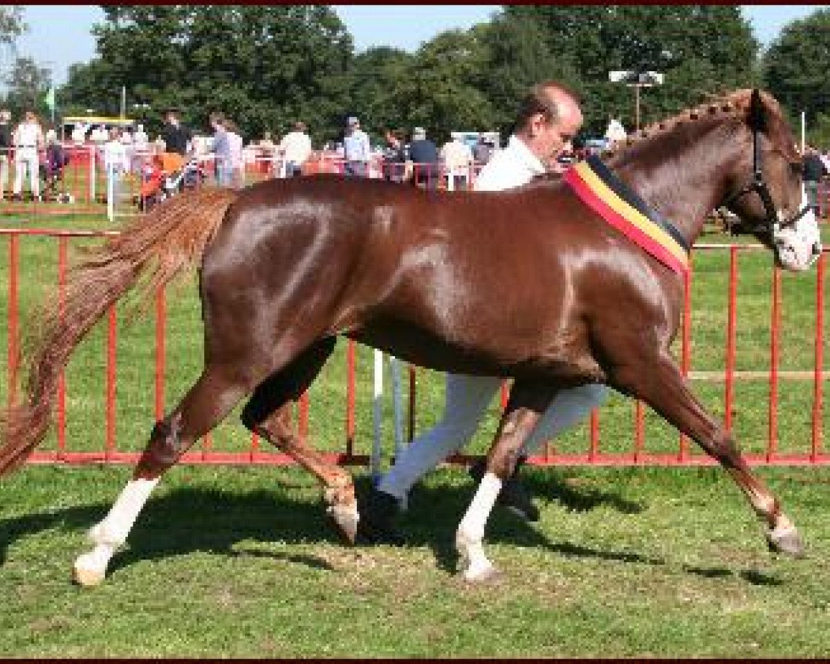 broodmare Popelierenhofs Nitouche (New Forest Pony, 1993, from Fivelingo's Robijn)