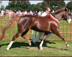 Zuchtstute Popelierenhofs Nitouche (New-Forest-Pony, 1993, von Fivelingo's Robijn)