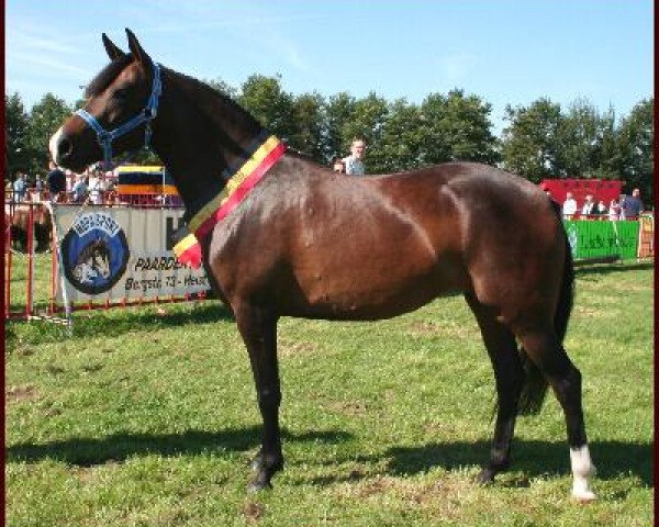 Pferd Moorlands Aris (New-Forest-Pony, 2003, von Corso)