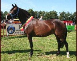 horse Moorlands Aris (New Forest Pony, 2003, from Corso)