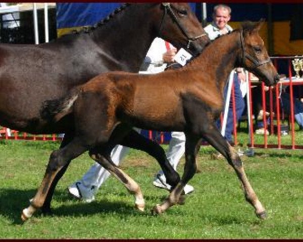 dressage horse Damei Van Het Riethof (New Forest Pony, 2006, from Lamento III)