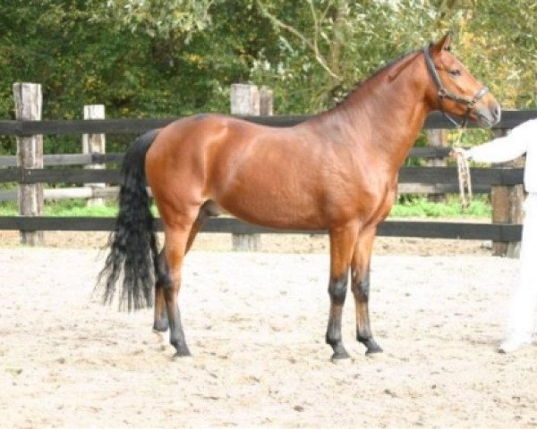 stallion Dusty (New Forest Pony, 2003, from Nieuwmoeds Patrick)