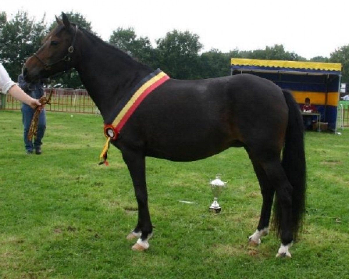 broodmare Polsbury Pimpernell (New Forest Pony, 1992, from Valentino)