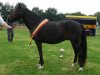 broodmare Polsbury Pimpernell (New Forest Pony, 1992, from Valentino)