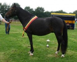 broodmare Polsbury Pimpernell (New Forest Pony, 1992, from Valentino)