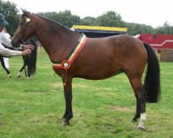 dressage horse Debby Van Het Riethof (New Forest Pony, 2001, from Lamento III)