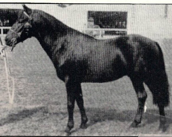 Deckhengst Vernons Starling (New-Forest-Pony, 1966, von Burton Starlight)
