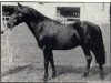 stallion Vernons Starling (New Forest Pony, 1966, from Burton Starlight)