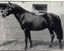 stallion Vernons Starling (New Forest Pony, 1966, from Burton Starlight)