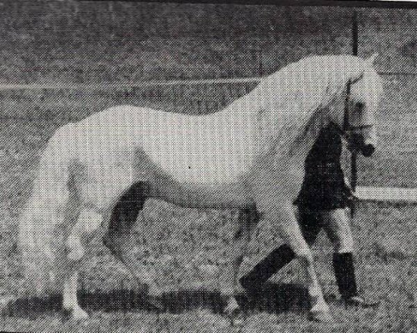 Pferd Merrie Mars (New-Forest-Pony, 1961, von Merrie Mercury)